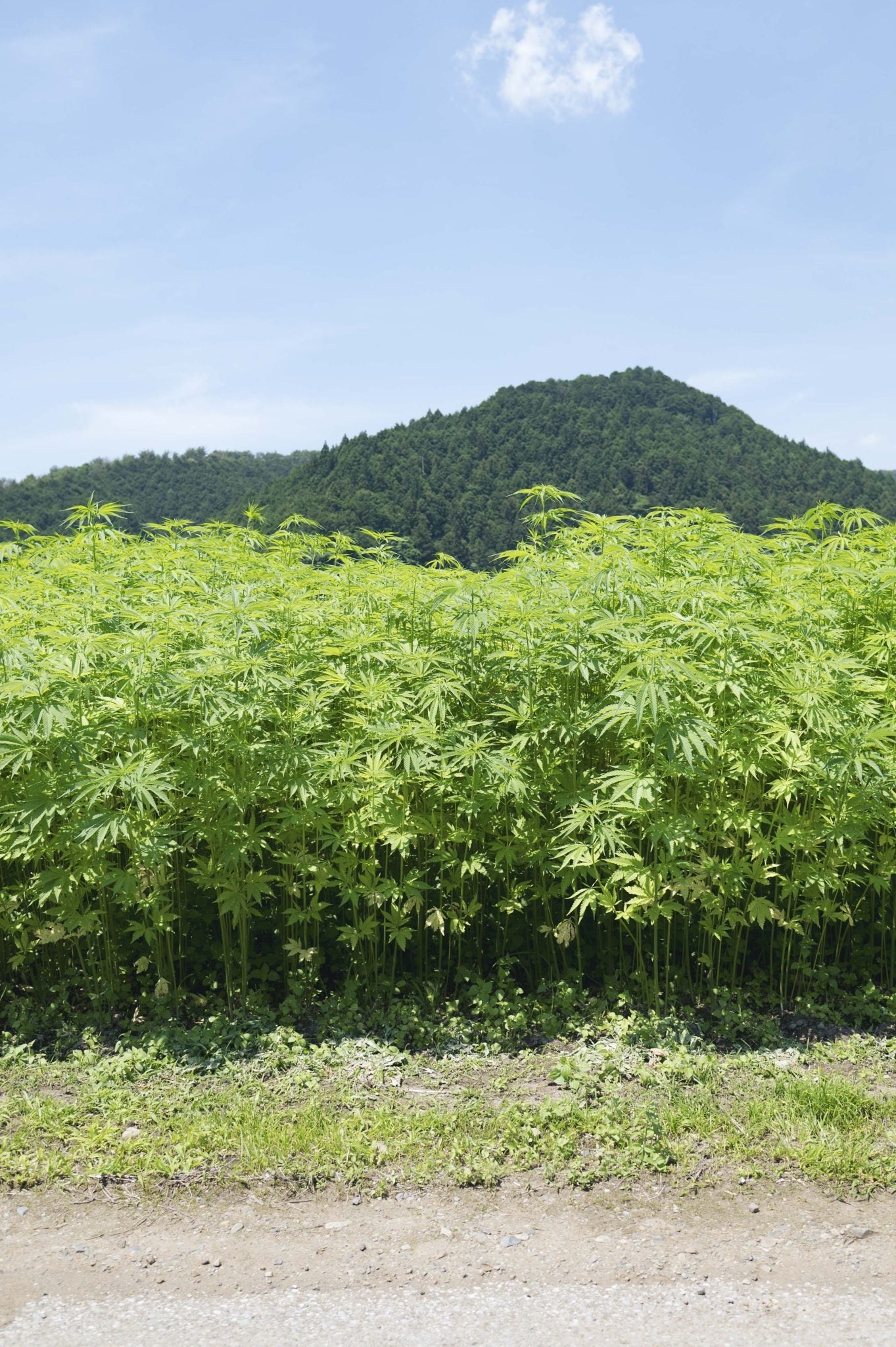 Hemp: the underrated fibre with a 50,000-year story
